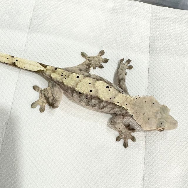 노멀 달마시안