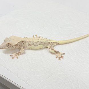 릴리화이트 화이트