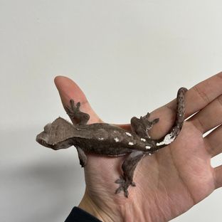 아잔틱
