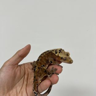달마시안 슈퍼달마시안