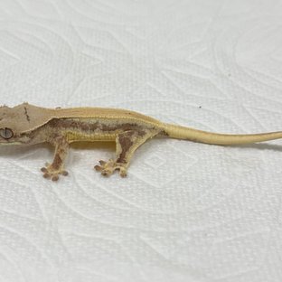 솔리드백 릴리화이트 화이트