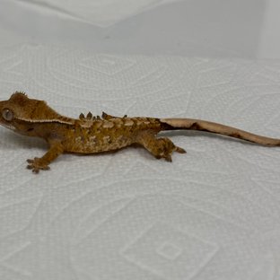 화이트포트홀 트라이 익스트림할리퀸