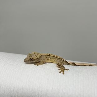 크림 크림시클 100%헷아잔틱