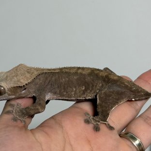 다크 챠콜 팬텀