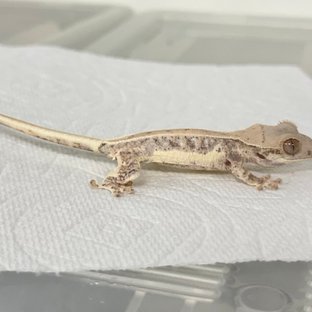 화이트 릴리화이트