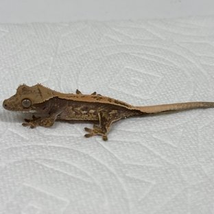 풀핀 쿼드 화이트