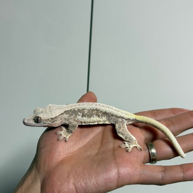 릴리100%헷아잔틱