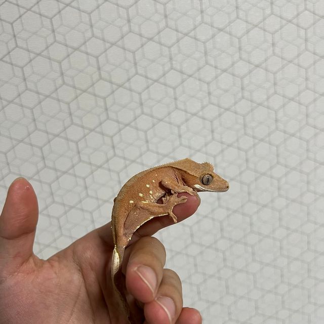 바이 화이트포트홀 레드 챠콜