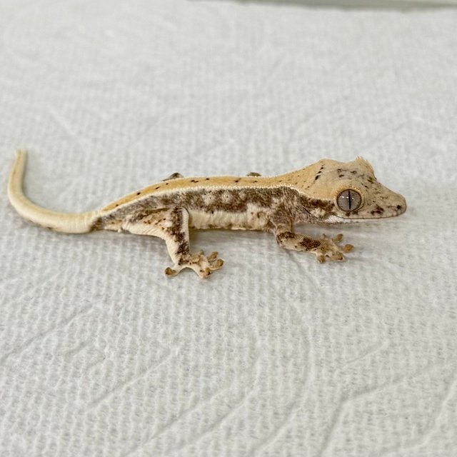 릴리화이트 화이트