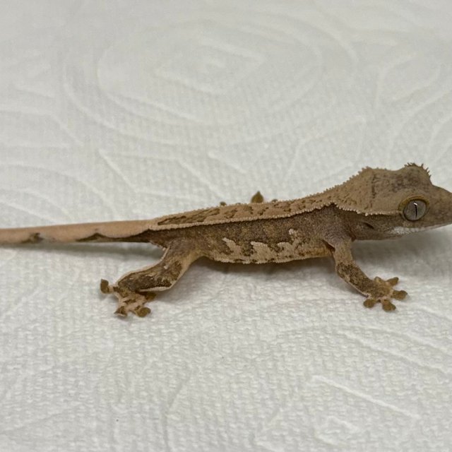 풀핀 트라이 익스트림할리퀸 화이트