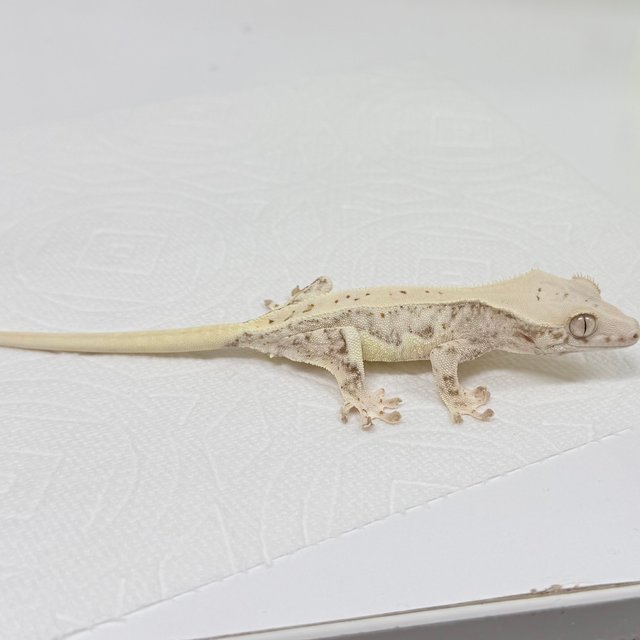 릴리화이트 화이트