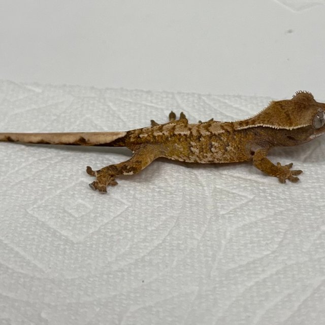 화이트포트홀 트라이 익스트림할리퀸