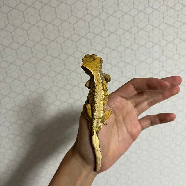 트라이 익스트림할리퀸