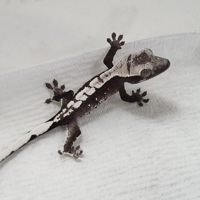 아잔틱