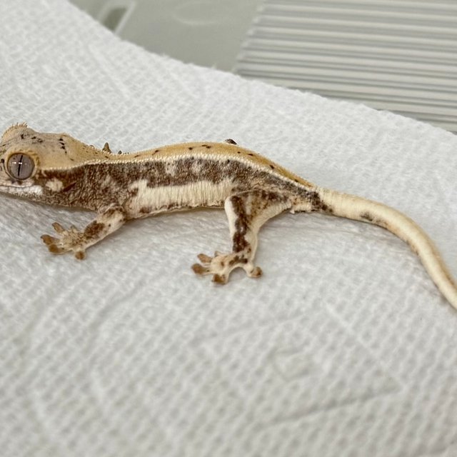 릴리화이트 화이트