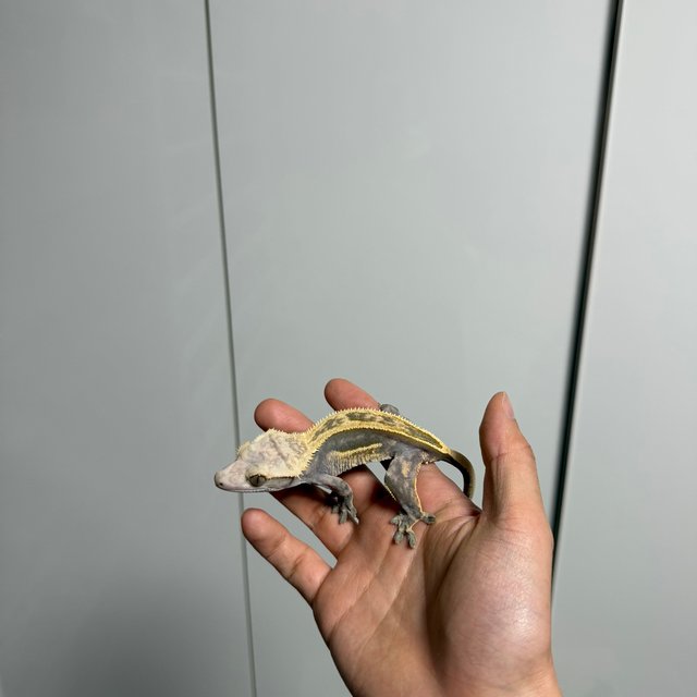 슈퍼스트라이프 쿼드 풀핀