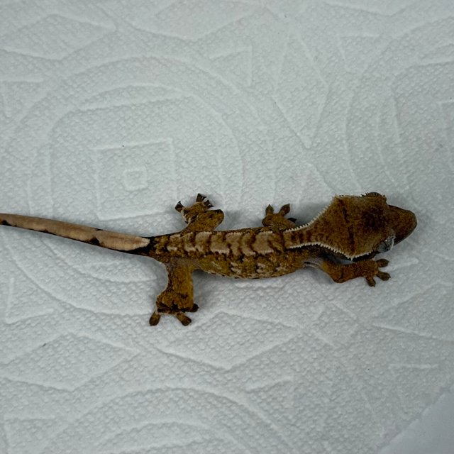 화이트포트홀 트라이 익스트림할리퀸