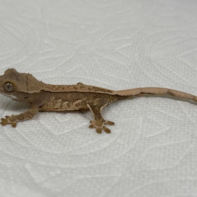 풀핀 트라이 익스트림할리퀸 화이트