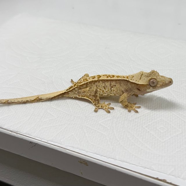 레드 트라이 익스트림할리퀸 화이트