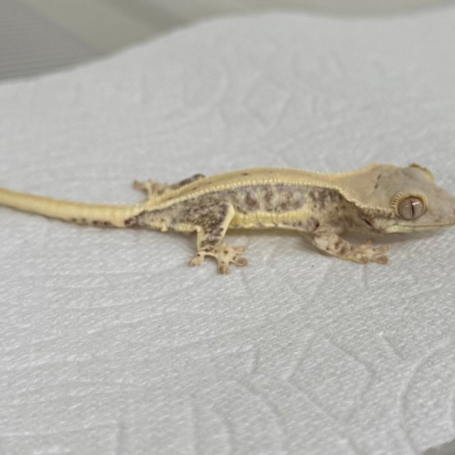 릴리화이트 화이트