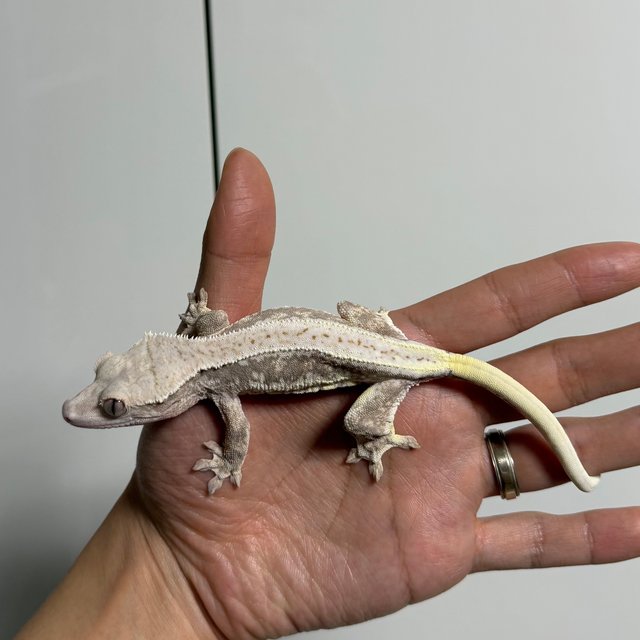 릴리100%헷아잔틱