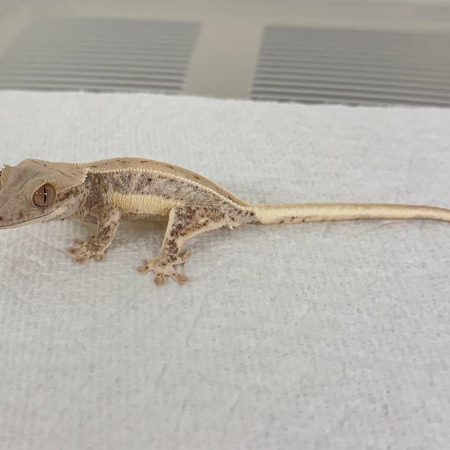 화이트 릴리화이트