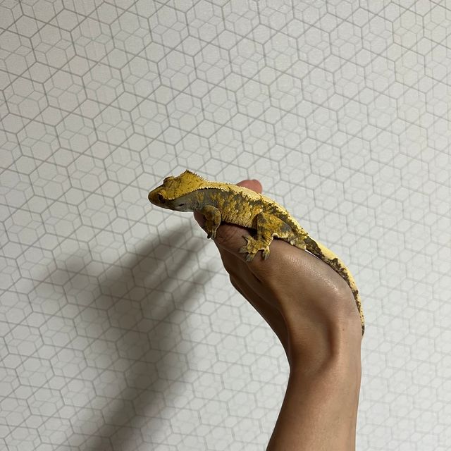 트라이 익스트림할리퀸