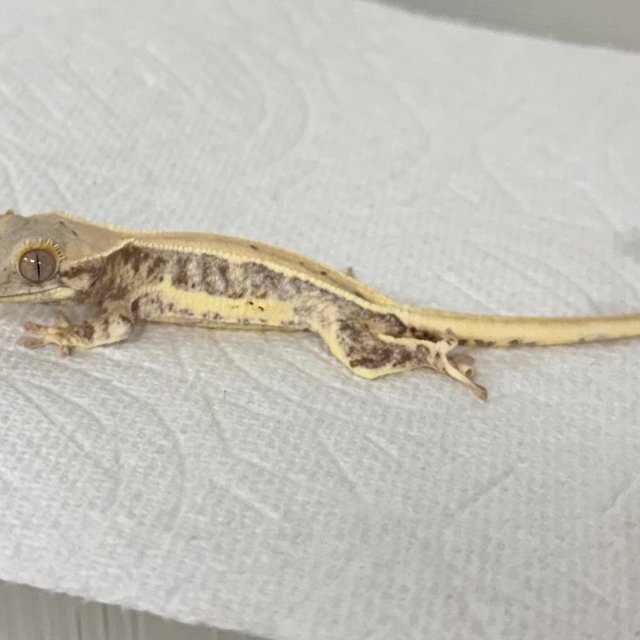 릴리화이트 화이트