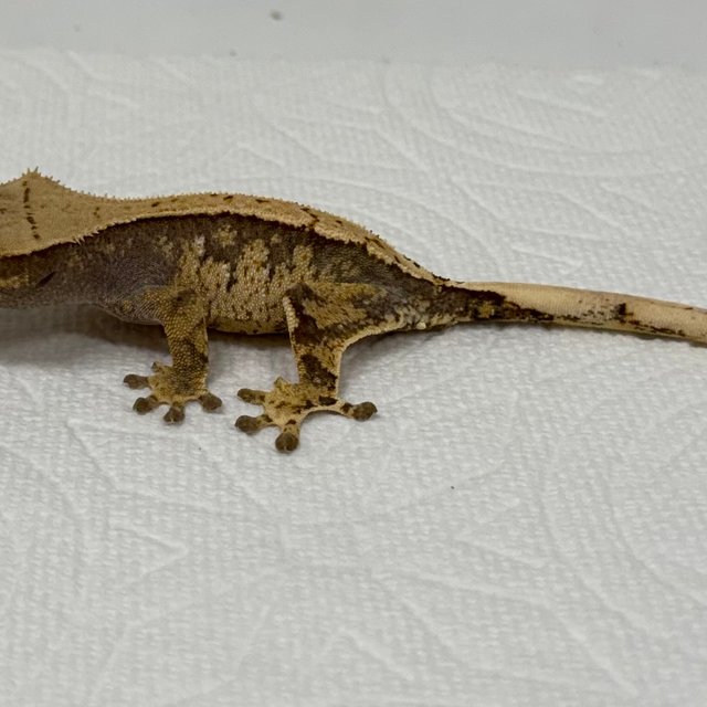 트라이 익스트림할리퀸