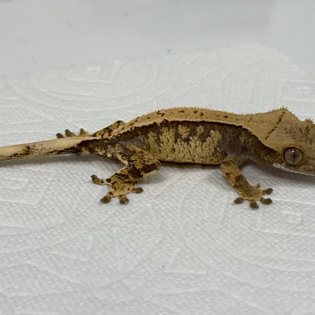 트라이 익스트림할리퀸