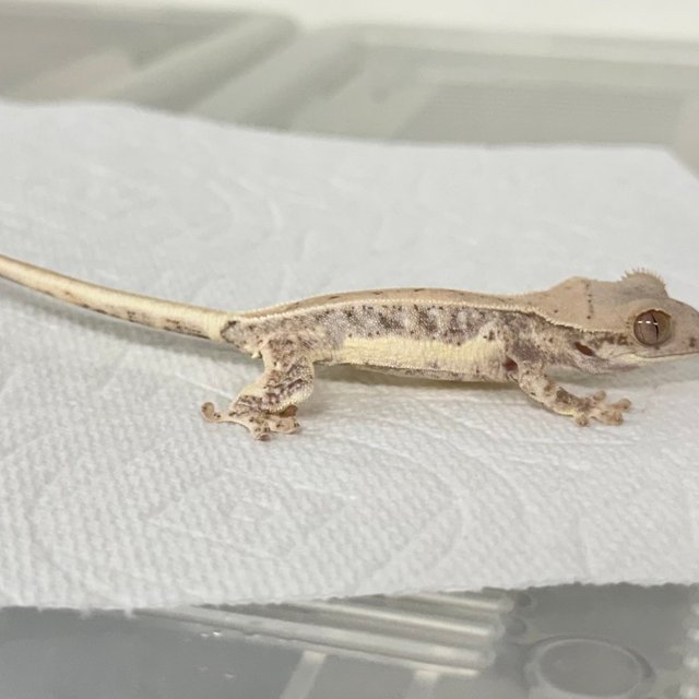 화이트 릴리화이트