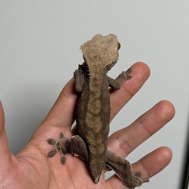 다크 챠콜 팬텀