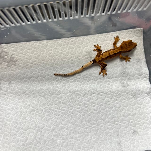 트라이