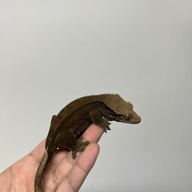 다크 챠콜 알티 벅스킨
