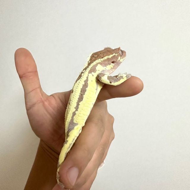 프라푸치노