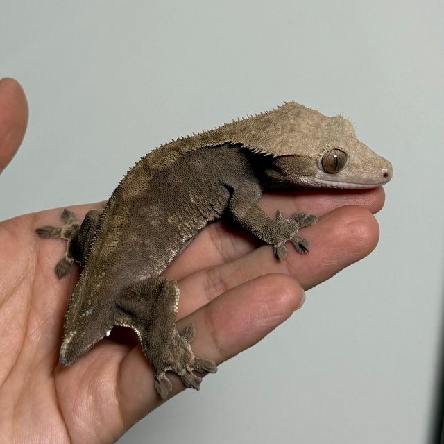 다크 챠콜 팬텀