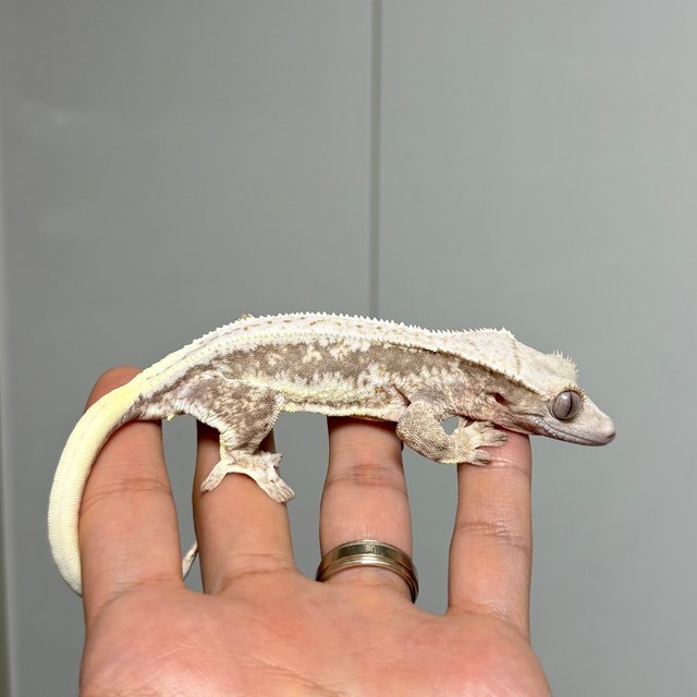 릴리100%헷아잔틱