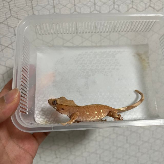 바이 화이트포트홀 레드 챠콜