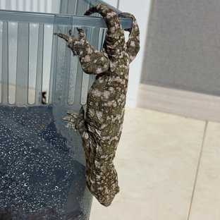 누아나 노멀