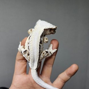 A4
