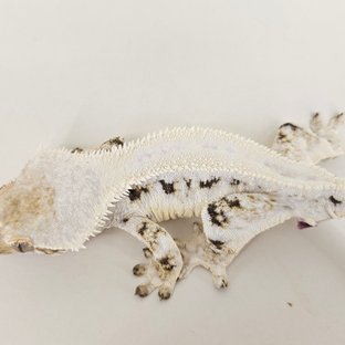 A4