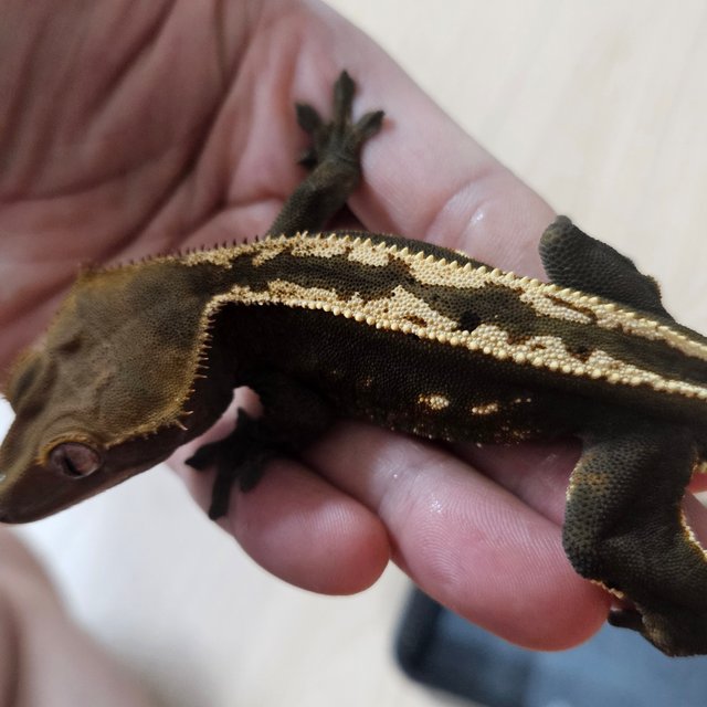 엠티백 슈퍼스트라이프 풀핀