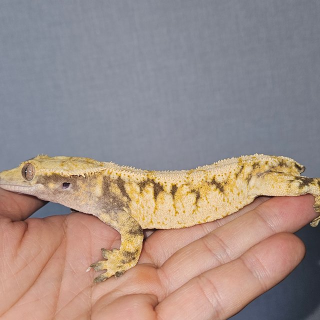 트라이 익스트림할리퀸