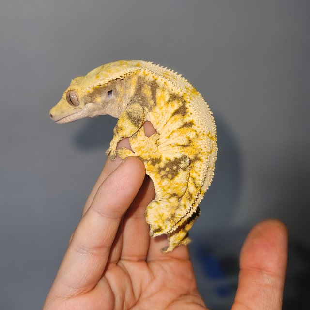 트라이 익스트림할리퀸