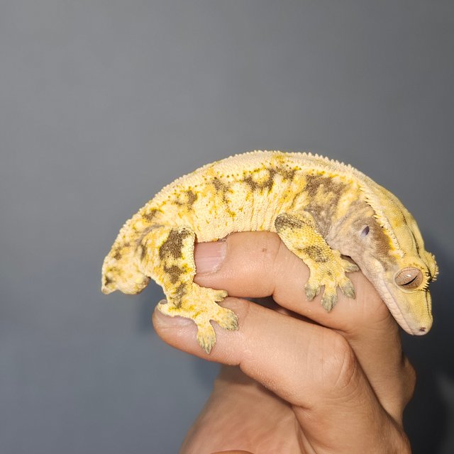 트라이 익스트림할리퀸