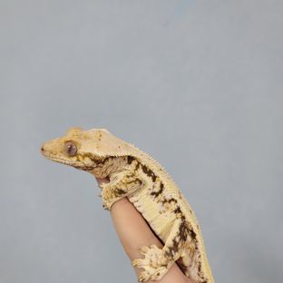 메이