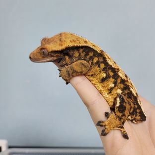디삼