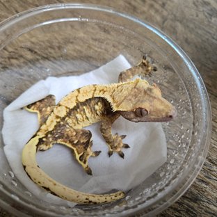 트라이 익스트림할리퀸