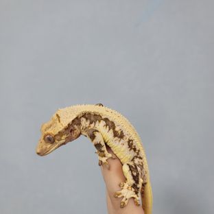 재재