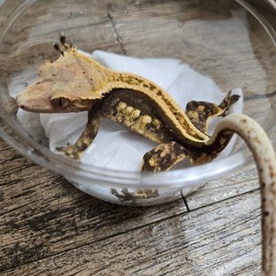 슈퍼스트라이프 풀핀 엠티백